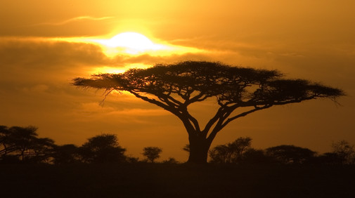 Serengetis nationalpark