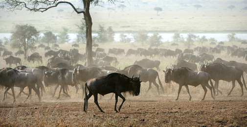 Serengetis nationalpark