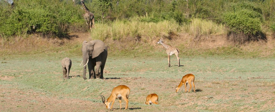 Zambia