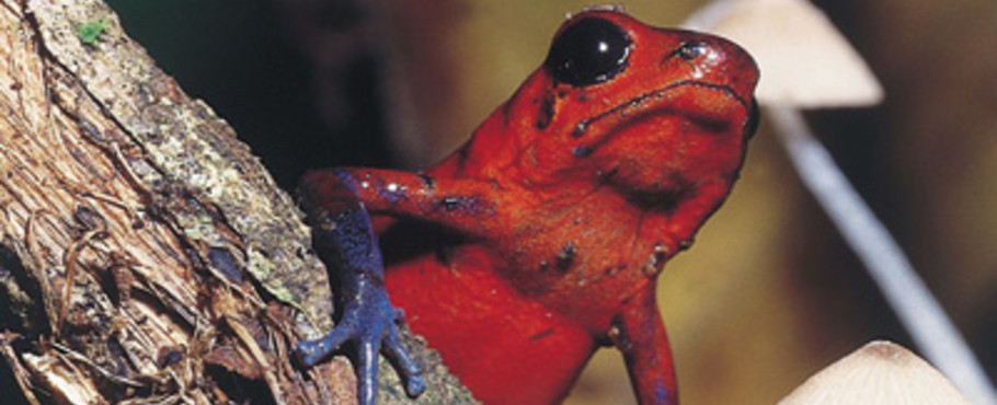 Costa Rica