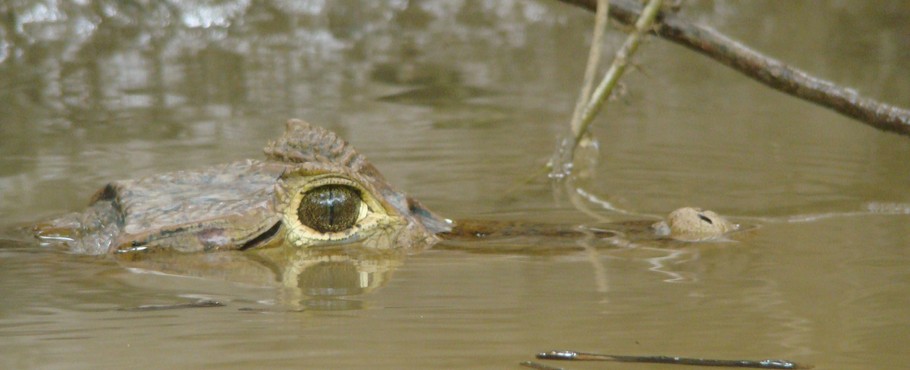 Panama
