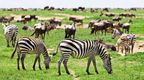Serengetis nationalpark