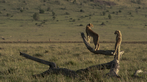 Serengetis nationalpark