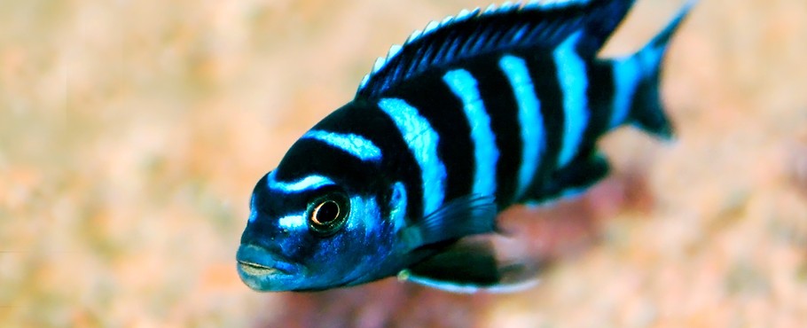 Malawi