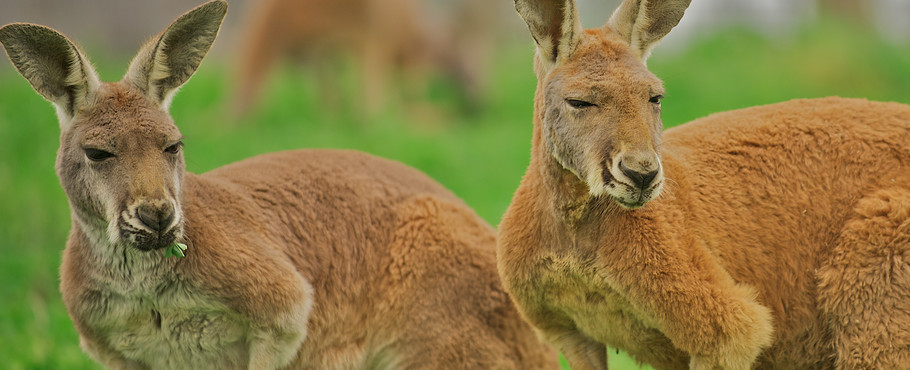 Australien