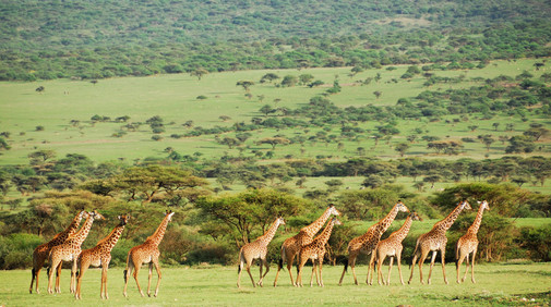 Serengetis nationalpark