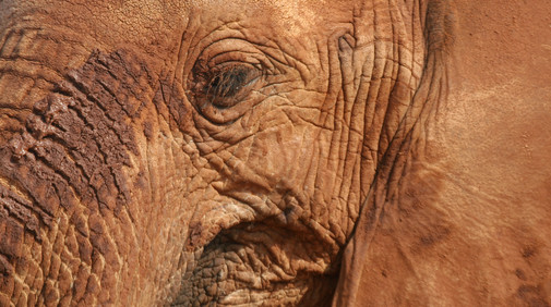 �stra och V�stra Tsavo Nationalparker
