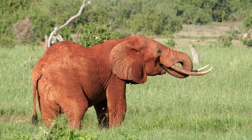 �stra och V�stra Tsavo Nationalparker