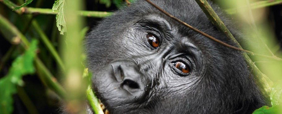 Uganda
