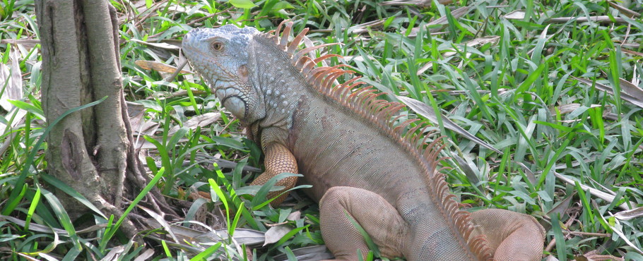 Mexiko