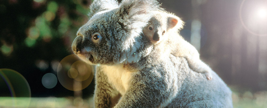 Australien