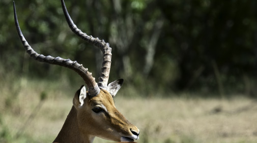 Thomson's gazelle