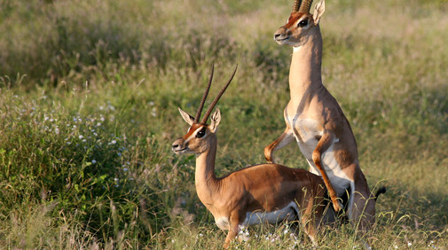 Grant's gazelle