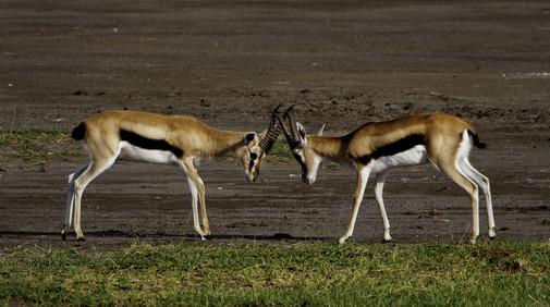 Thomson's gazelle