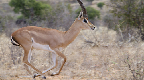 Grant's gazelle