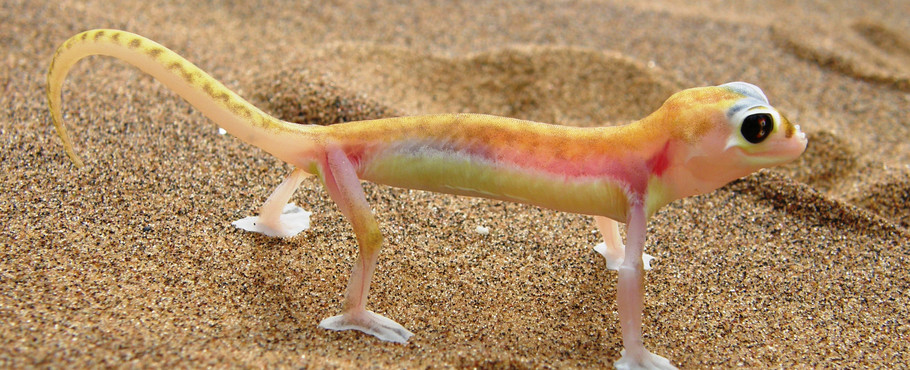 Namibia