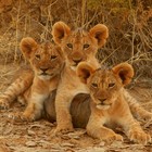Familiesafari i Kenya