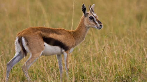 Thomson's gazelle