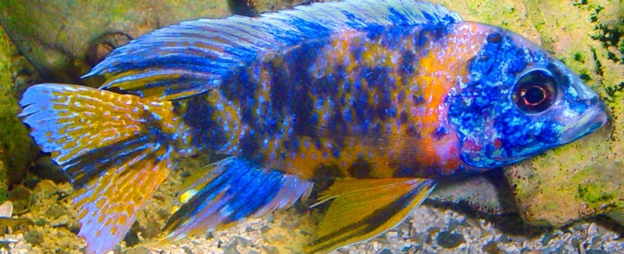 Malawi