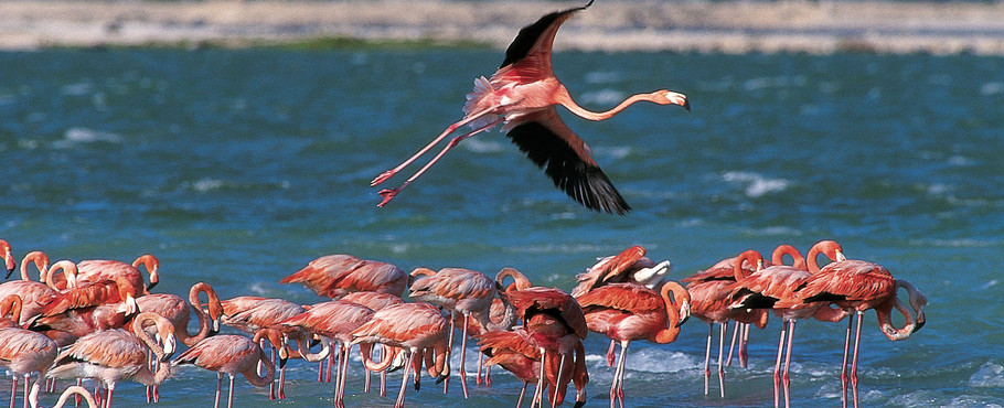 Bonaire och Cura�ao