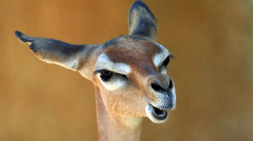 Gerenuk/Giraffgasell