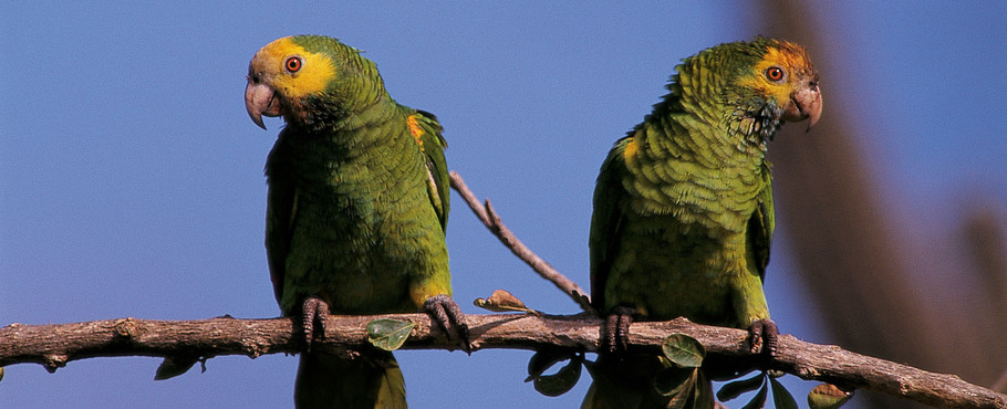Bonaire och Cura�ao