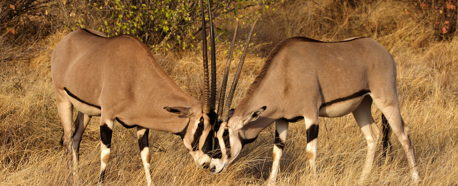 Kenya