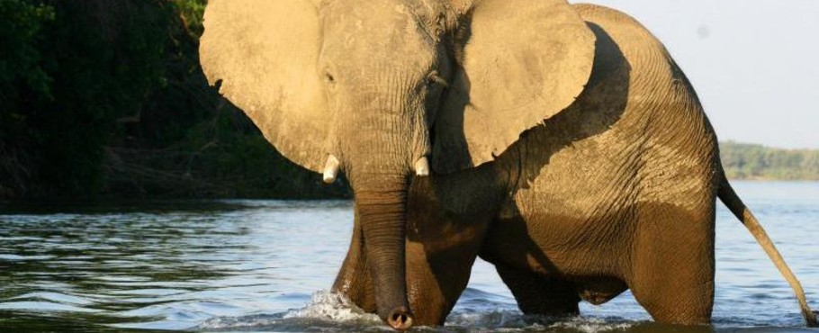 Zambia