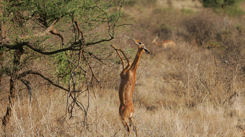 Gerenuk/Giraffgasell