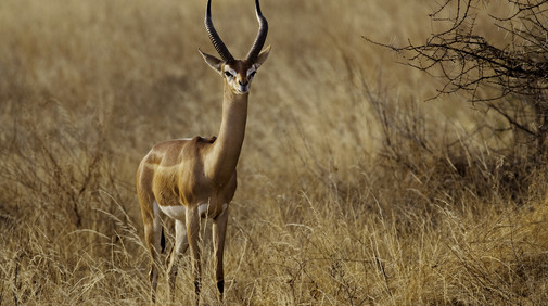 Gerenuk/Giraffgasell