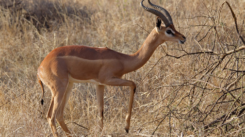 Gerenuk/Giraffgasell