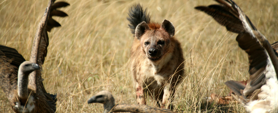 Kenya