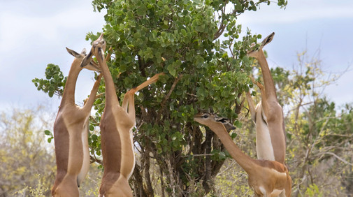 Gerenuk/Giraffgasell