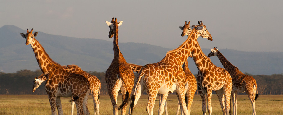 Kenya
