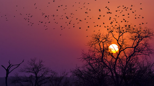Kruger Nationalpark