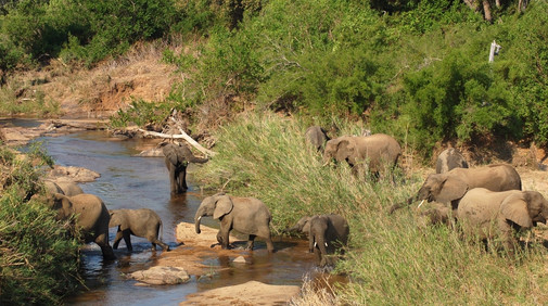 Kruger Nationalpark