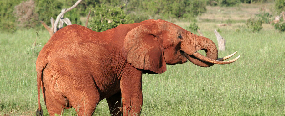 Kenya