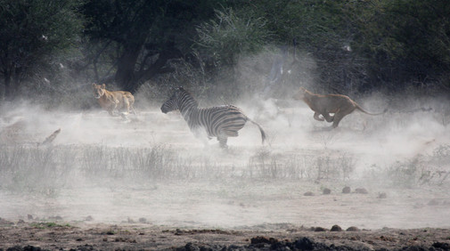 Kruger Nationalpark