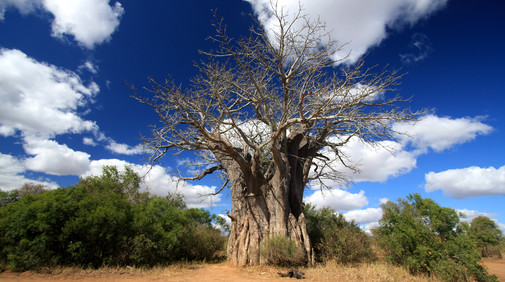 Kruger Nationalpark