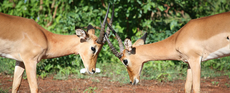 Kenya