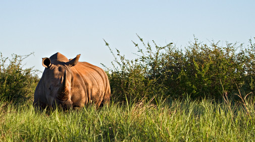 Kruger Nationalpark