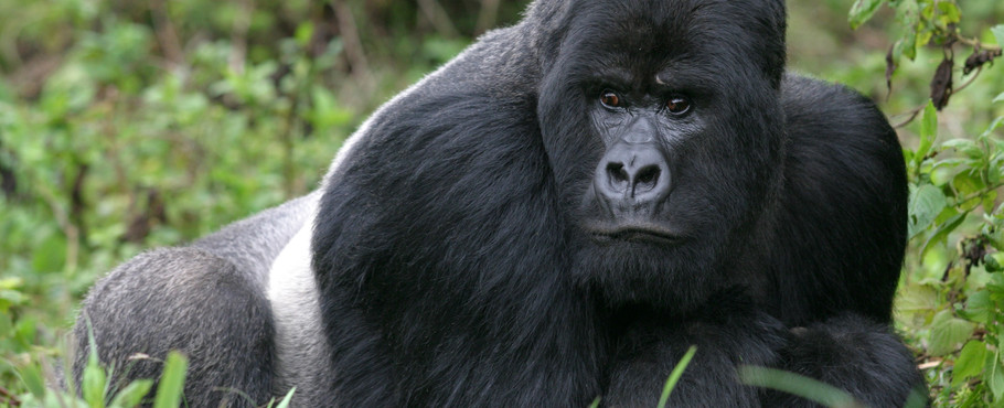 Rwanda