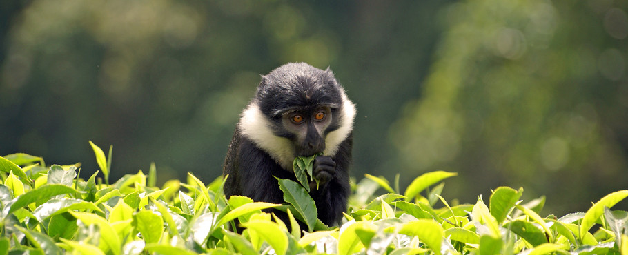 Rwanda