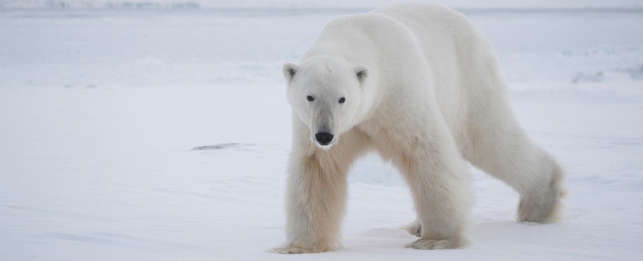 Svalbard