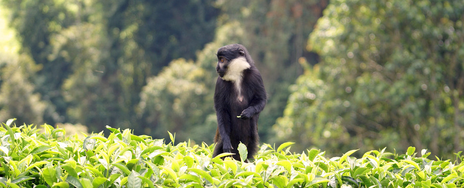 Rwanda