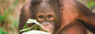 Extrainsatt avg�ng: Malaysia fr�n �st till v�st
