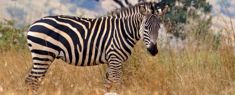 Rwanda