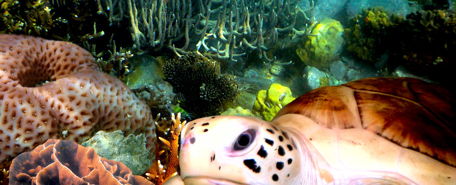 Maldiverna