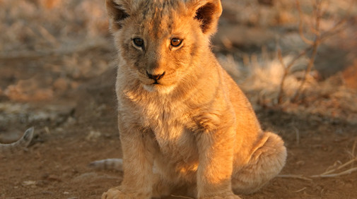 Masai Mara, Kenya.