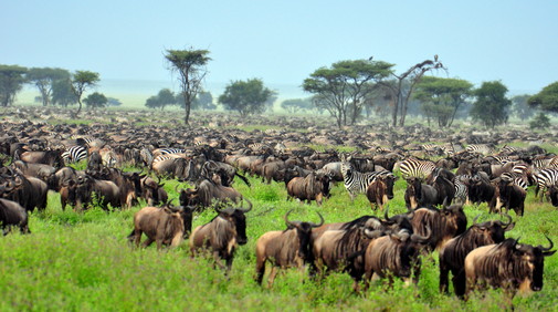 Serengetis nationalpark